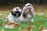 SHIH TZU 117